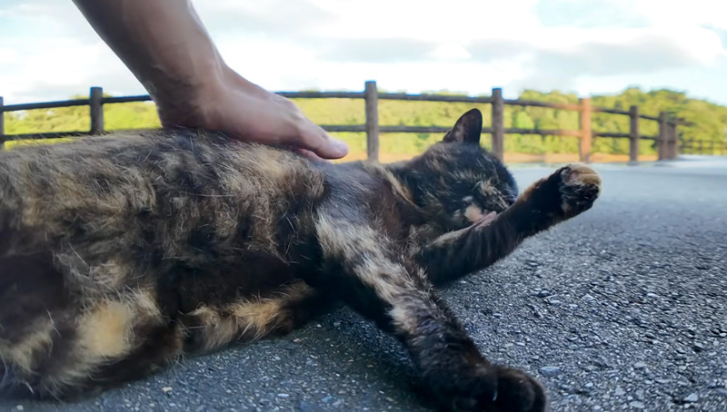 ナデナデされる猫