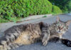 寝転がる猫