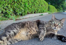 寝転がる猫