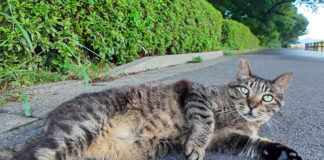 寝転がる猫