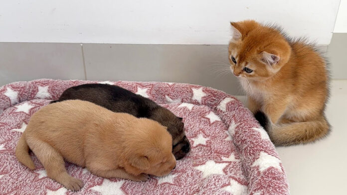 2匹の子犬を見守る子猫