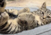 ヘソ天子猫