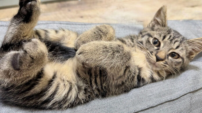 ヘソ天子猫
