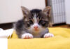 膝の上で甘える子猫