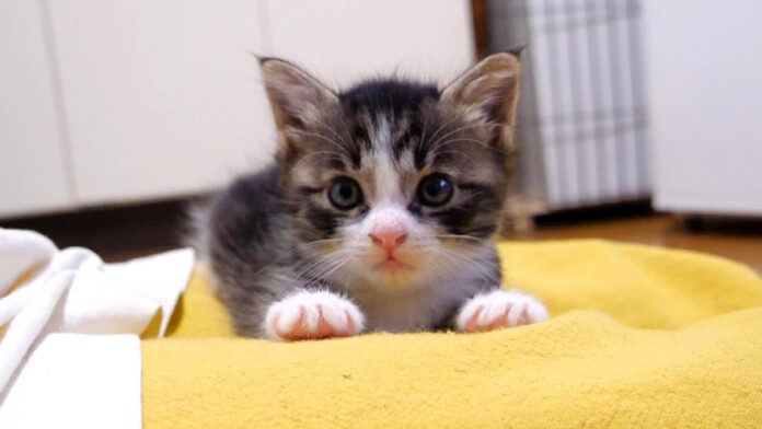 膝の上で甘える子猫