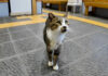 挨拶しに来た猫