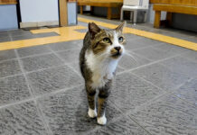 挨拶しに来た猫