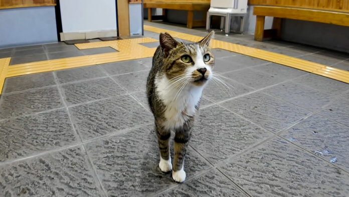 挨拶しに来た猫