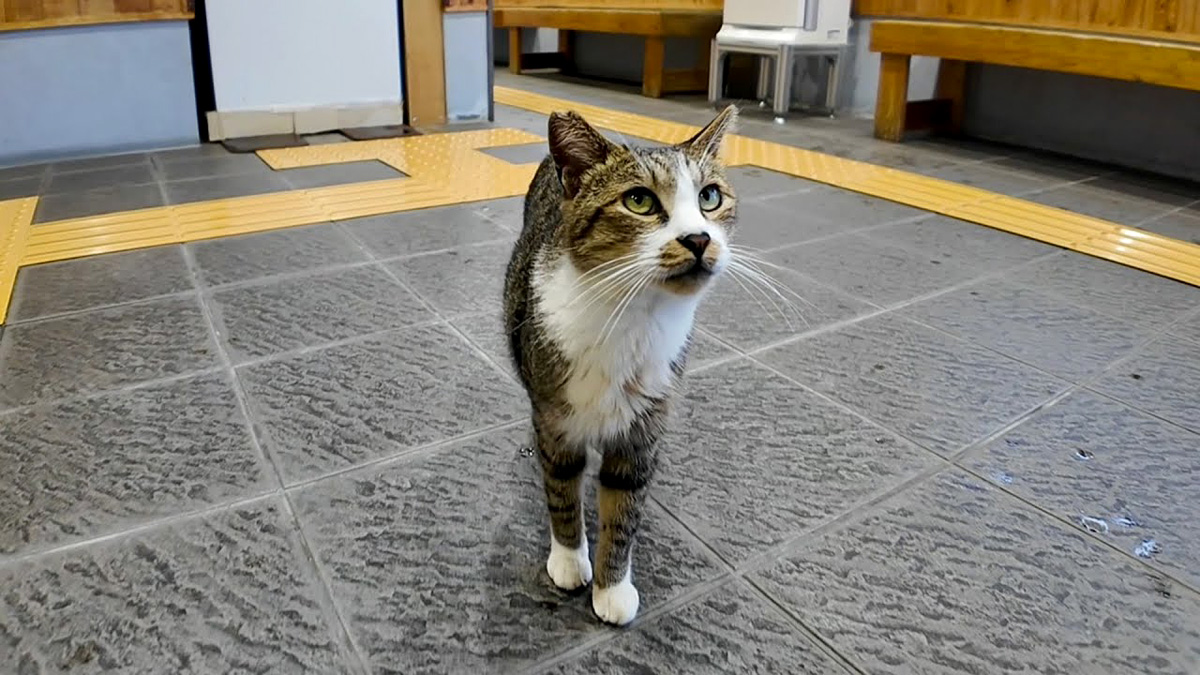 雨の日の猫島は、実はめちゃ楽しい！ 癒しがいっぱいの雨宿りタイムに