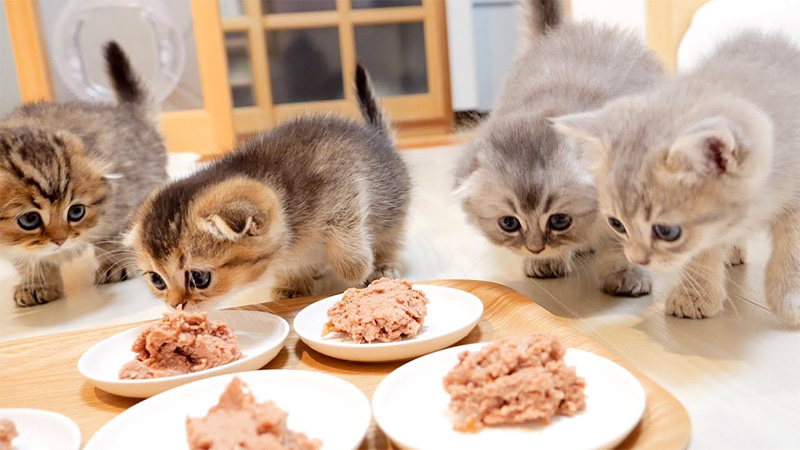 倍のご飯に驚く子猫達