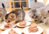 いつもの倍のご飯に驚く子猫達
