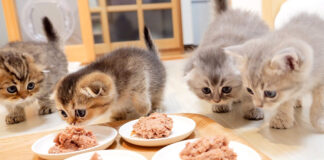 いつもの倍のご飯に驚く子猫達