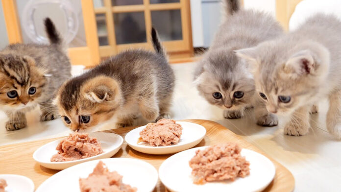 いつもの倍のご飯に驚く子猫達