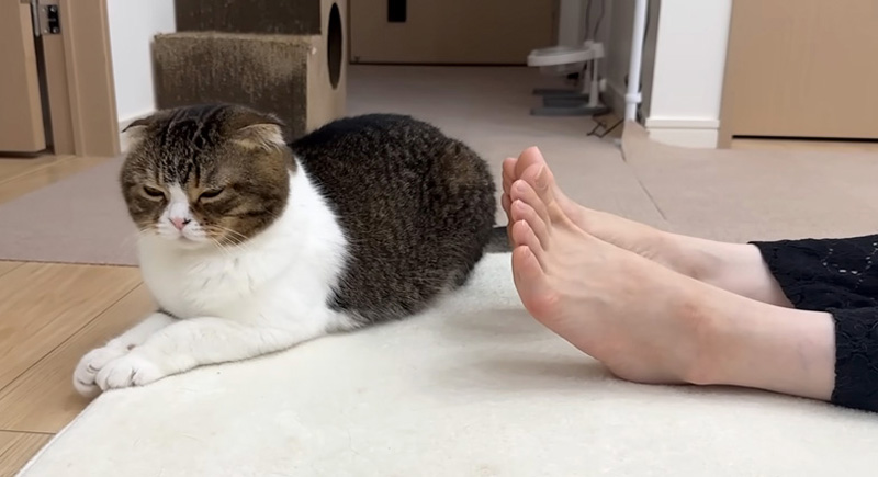 我慢する猫