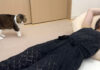 ママに起きて欲しい猫