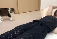ママに起きて欲しい猫