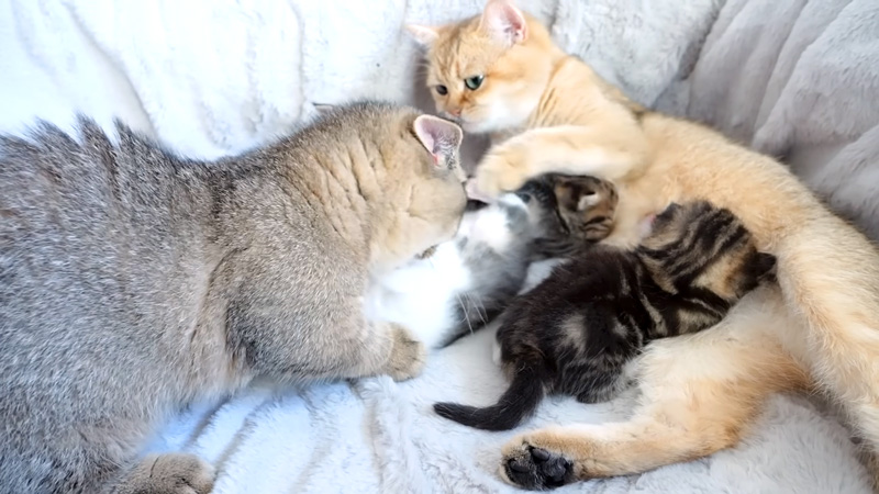 猫の親子