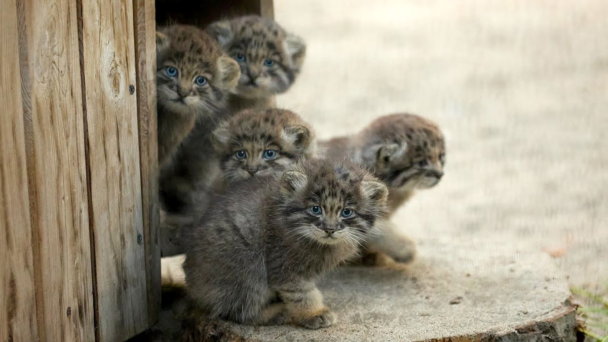 ドキドキしながら外の世界に冒険に出かけたマヌルネコの子猫達にキュン