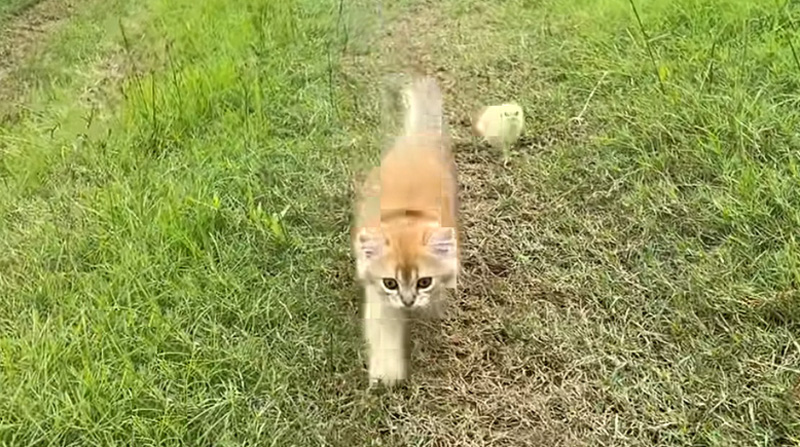 草原を歩く子猫とヒヨコ