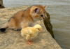冒険に出かけた子猫とヒヨコ