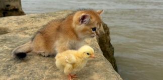 冒険に出かけた子猫とヒヨコ