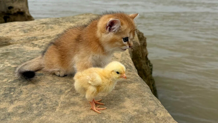 冒険に出かけた子猫とヒヨコ