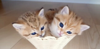 まるでカップケーキみたいな子猫達