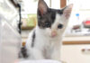 大ジャンプを成功させた子猫