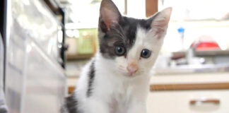 大ジャンプを成功させた子猫