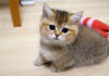 エビを見て凶暴化する子猫