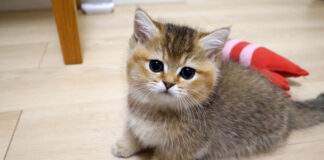 エビを見て凶暴化する子猫