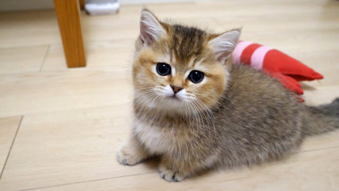 エビを見て凶暴化する子猫