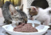 出産で痩せ細った母猫