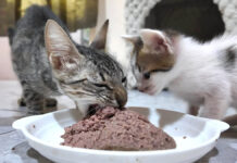 出産で痩せ細った母猫