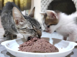 出産で痩せ細った母猫
