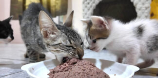 出産で痩せ細った母猫