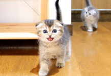 ご飯が食べたい子猫