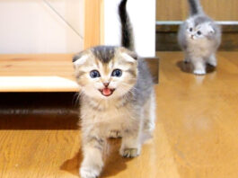 ご飯が食べたい子猫