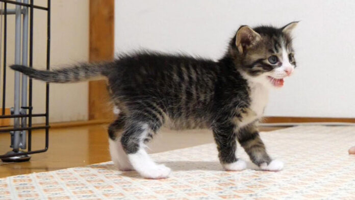 ご飯と勘違いした子猫