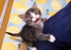 ご飯を催促する子猫