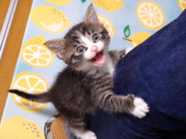 ご飯を催促する子猫