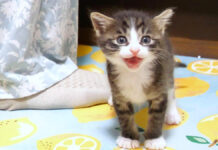 ご飯の時間と勘違いした子猫