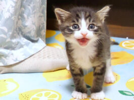 ご飯の時間と勘違いした子猫