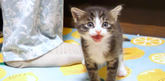 ご飯の時間と勘違いした子猫