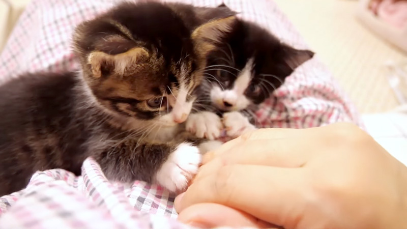 甘えん坊の子猫達
