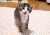ご飯が食べたい子猫達