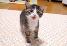 ご飯が食べたい子猫達
