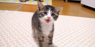 ご飯が食べたい子猫達