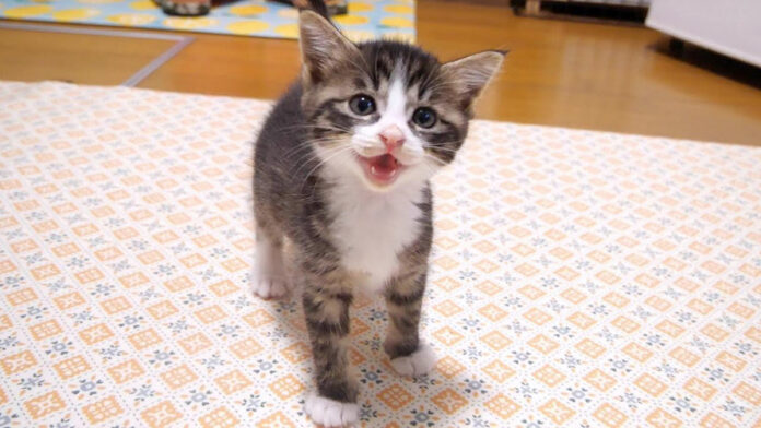 ご飯が食べたい子猫達