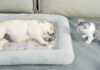 寝ている子犬を発見した子猫